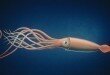 Giant_Squid_art_carousel_D1000088-650x328.jpg