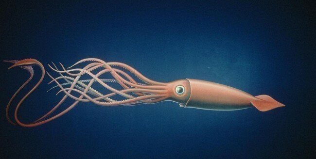 Giant_Squid_art_carousel_D1000088-650x328.jpg