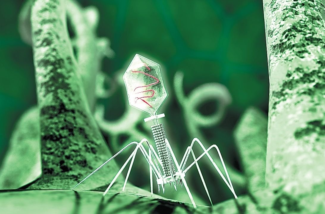 Вирус бактериофаг под микроскопом