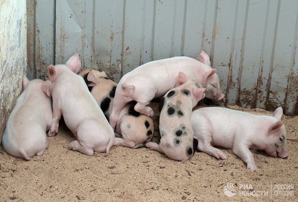 Авито продажа свиней. Авито поросята. Поросята в Ленинградской области. Поросята Лодейнопольский район.